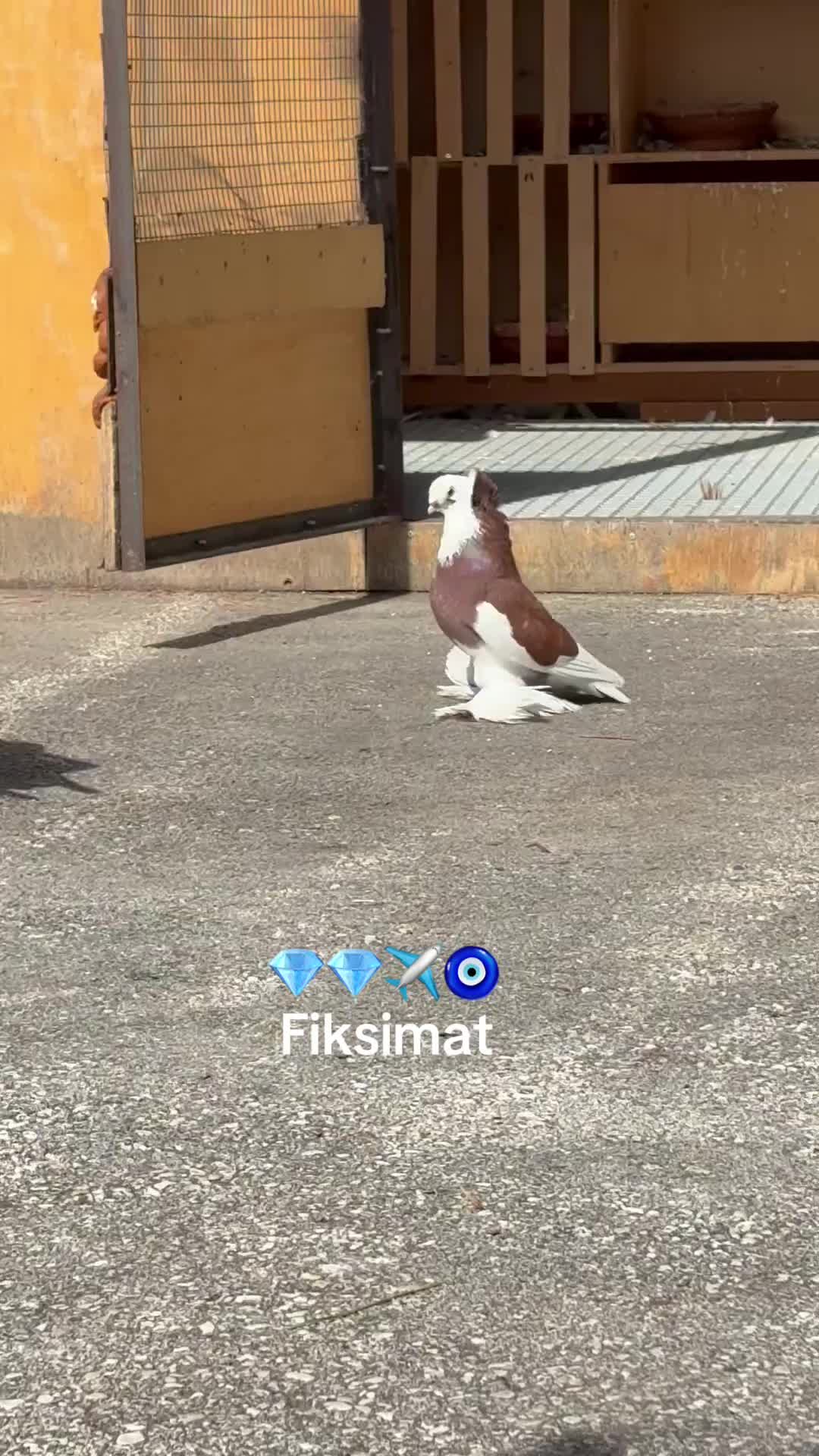 @dottore2220