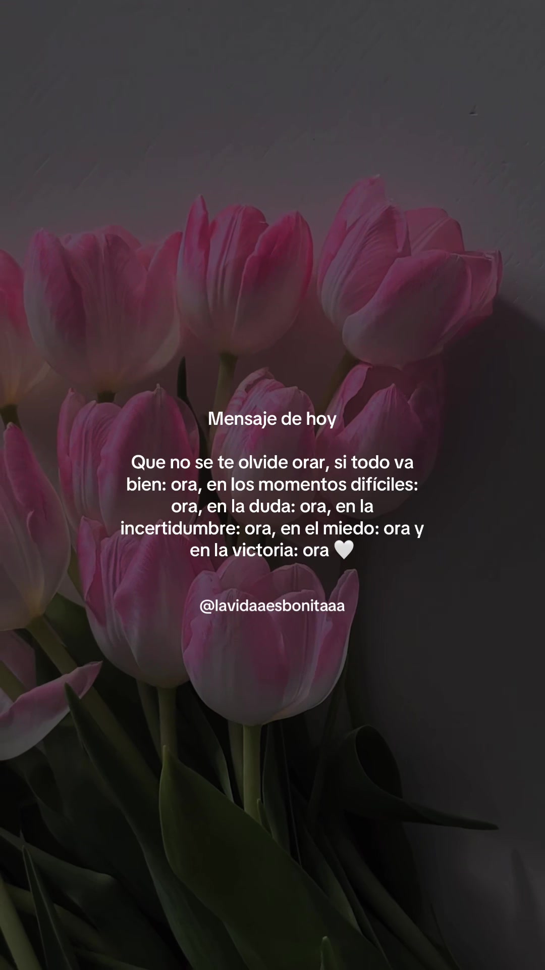 @vidabonita❤️&zwj;🩹
