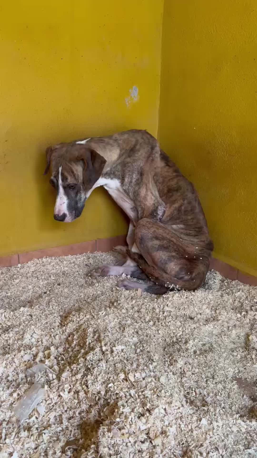 @refugiogranada39