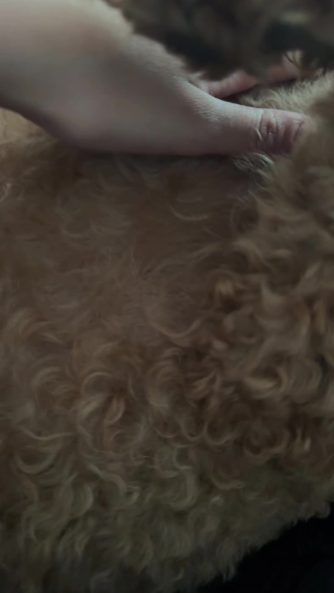 @Bella