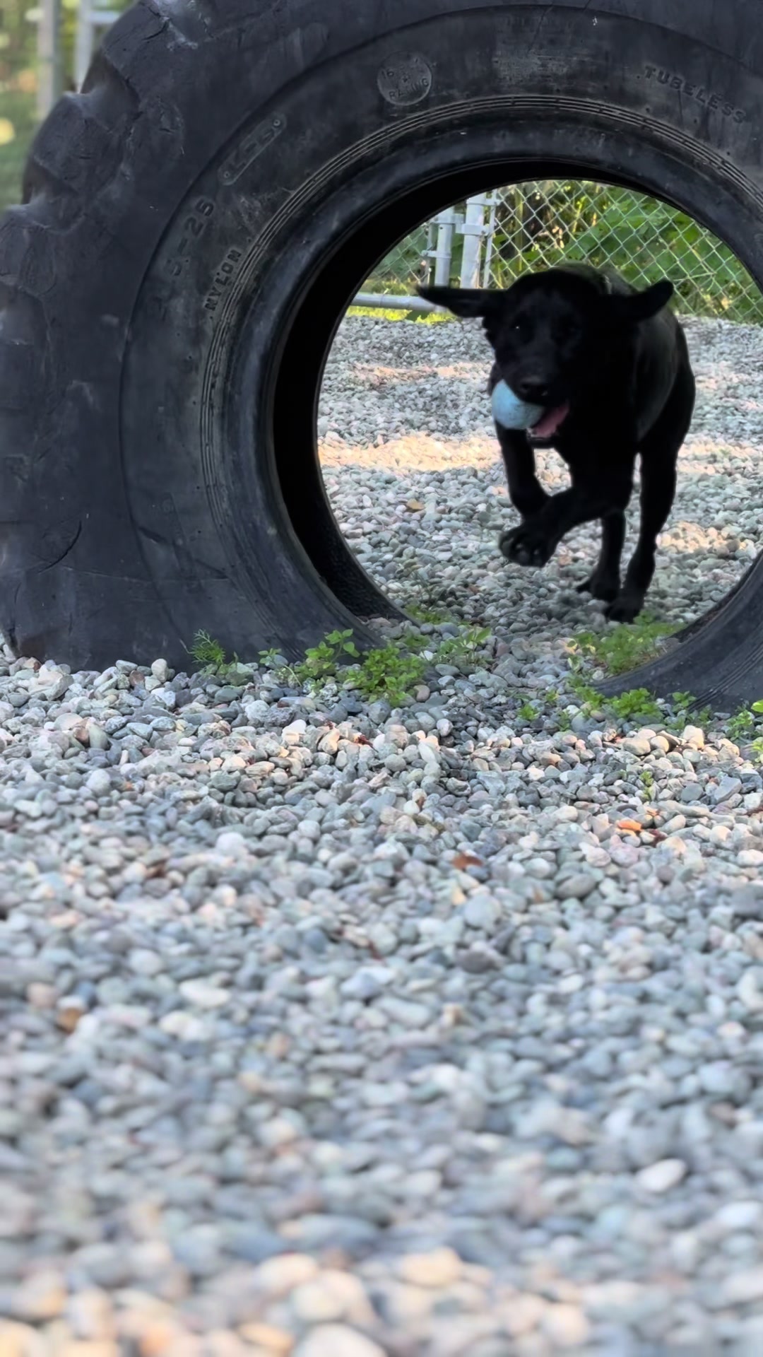 @Anchorage Animal Care Control