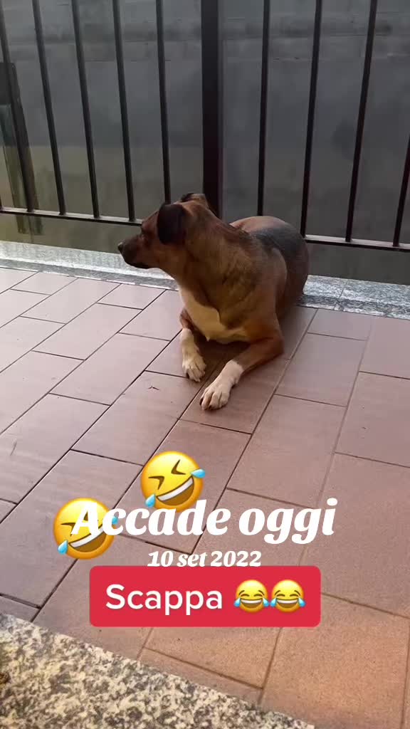 @Gra_Lagra_👑