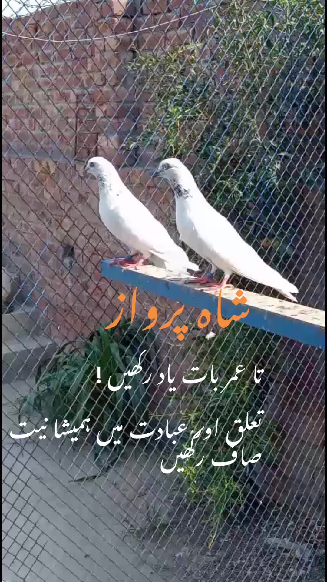 @Zeeshan Anjum