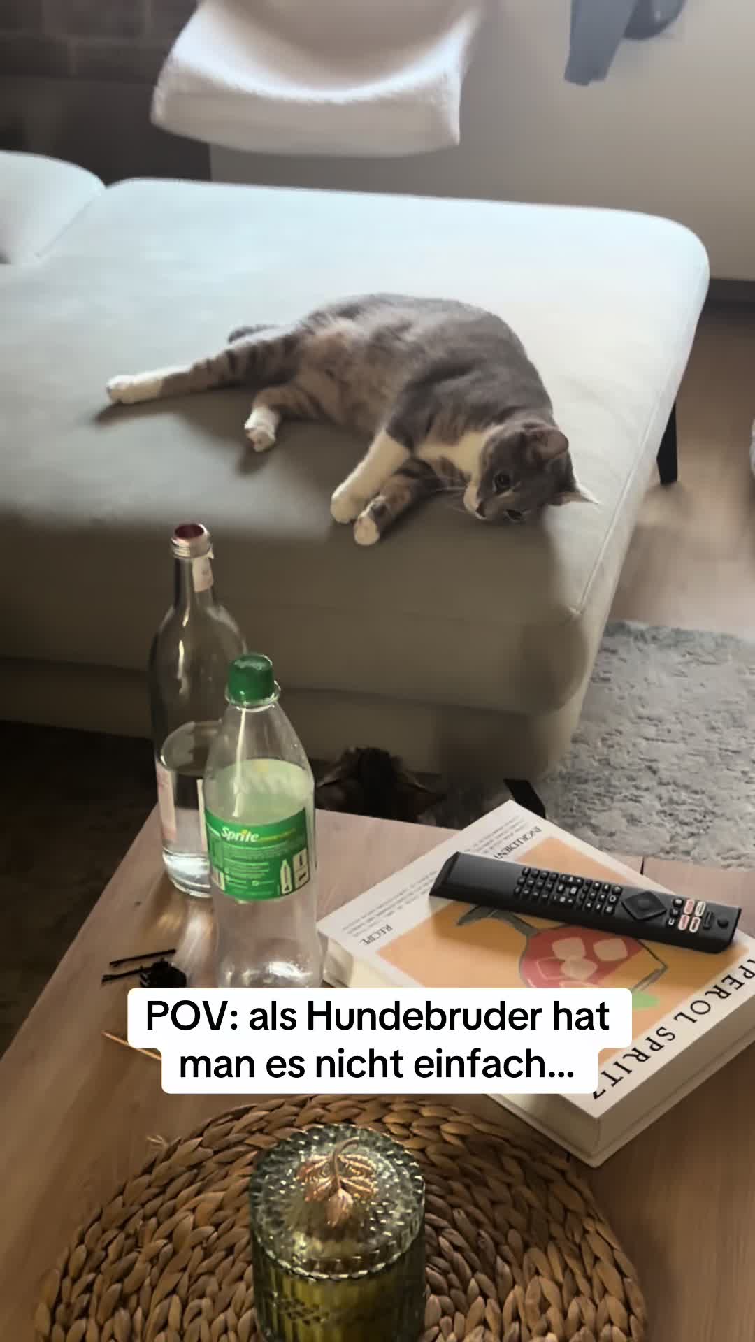 @Oscar & die Katzenbande