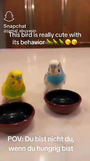 @pamelamaydonald
