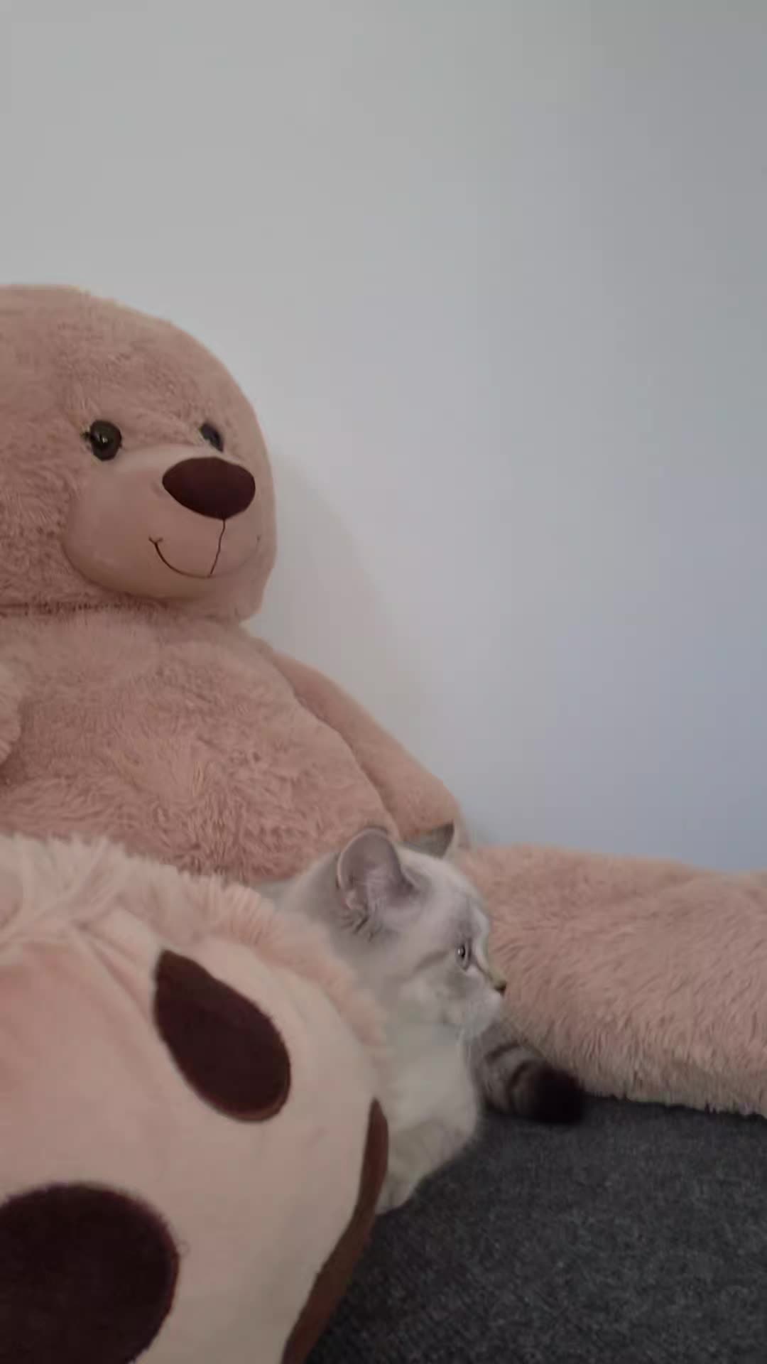 @😽