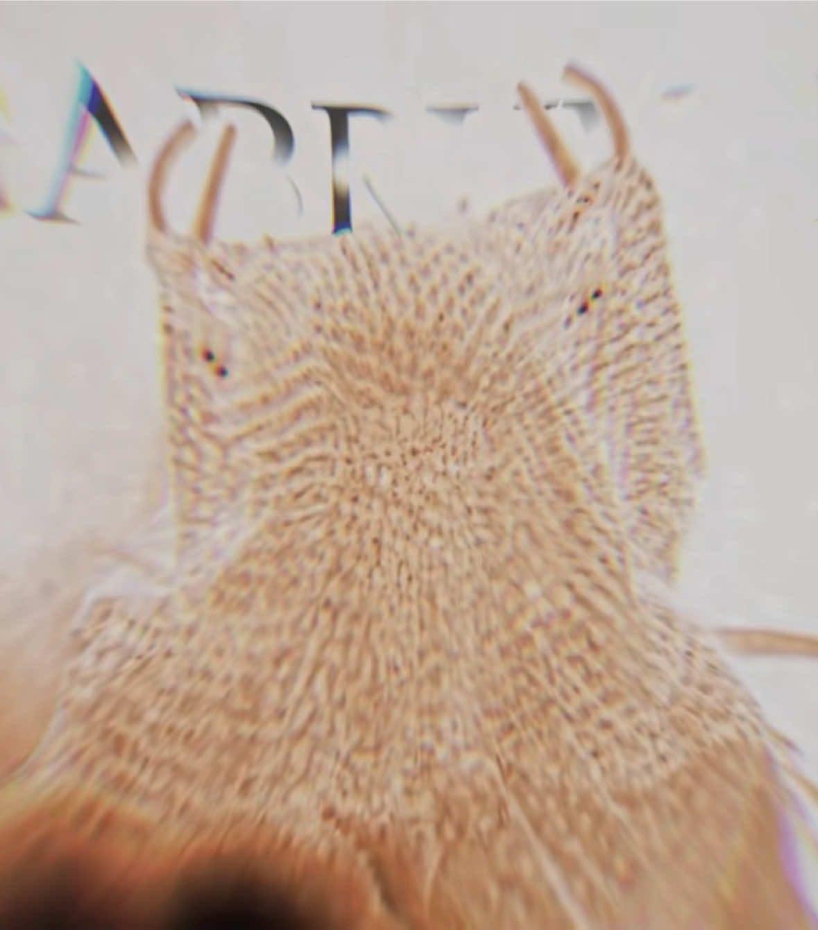 @gabryvfx