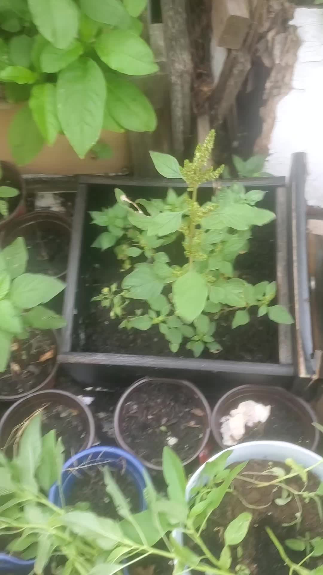 @NANA PLANT🏝️