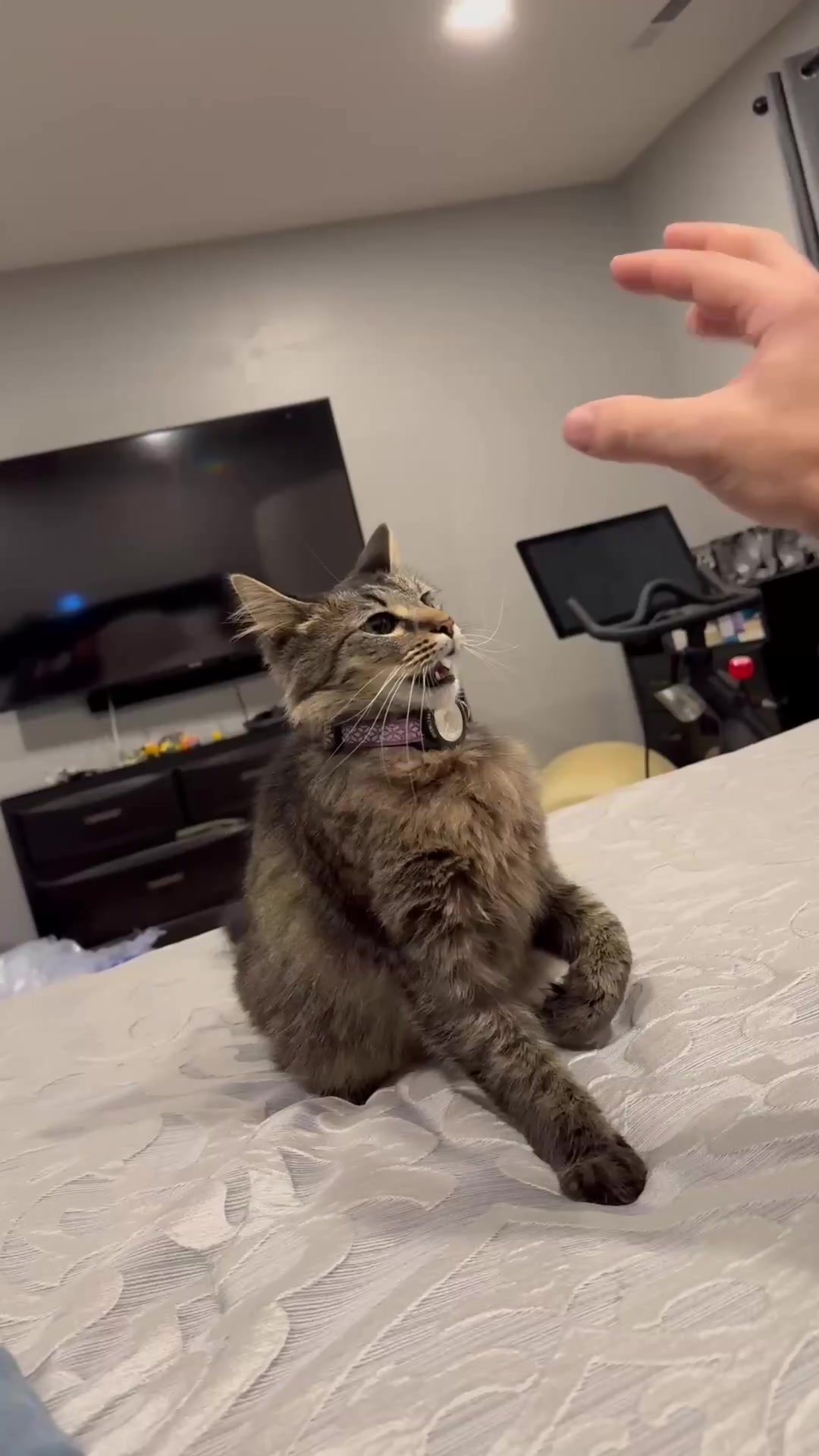 @RoxySnowballCatDrama