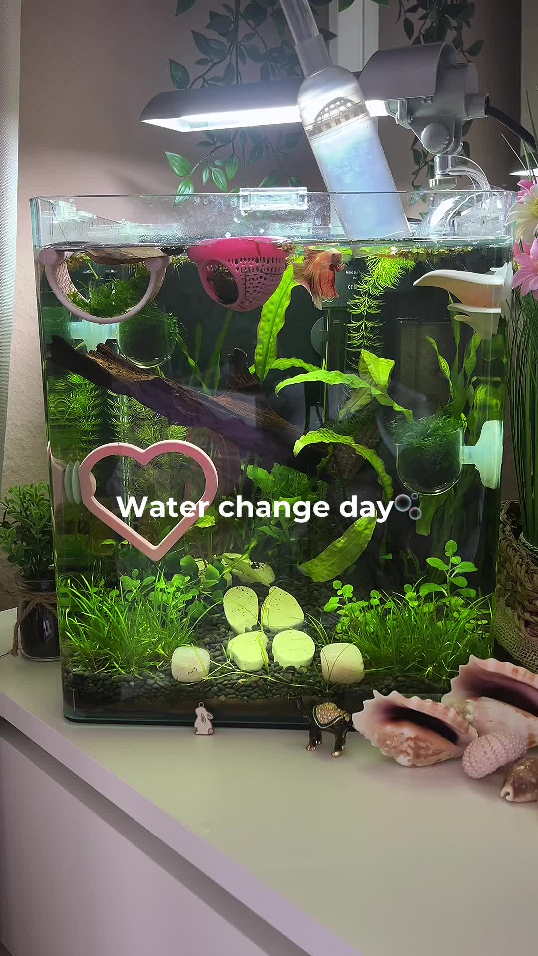 @alicia🌷͙֒⊹