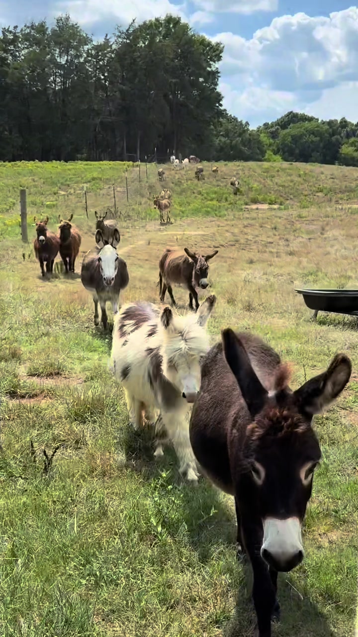 @Cypress Farm Donkeys