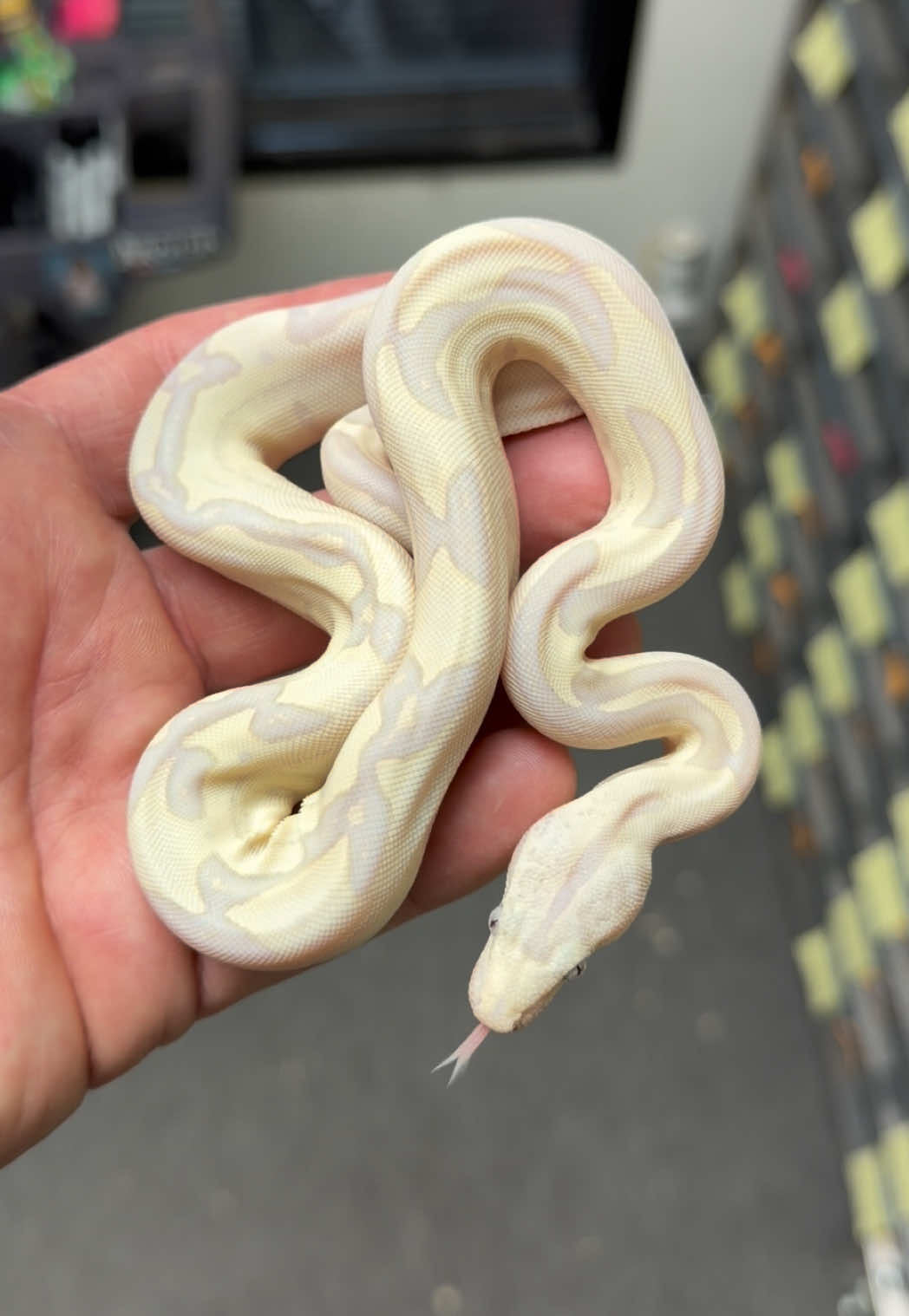 @Snake Country