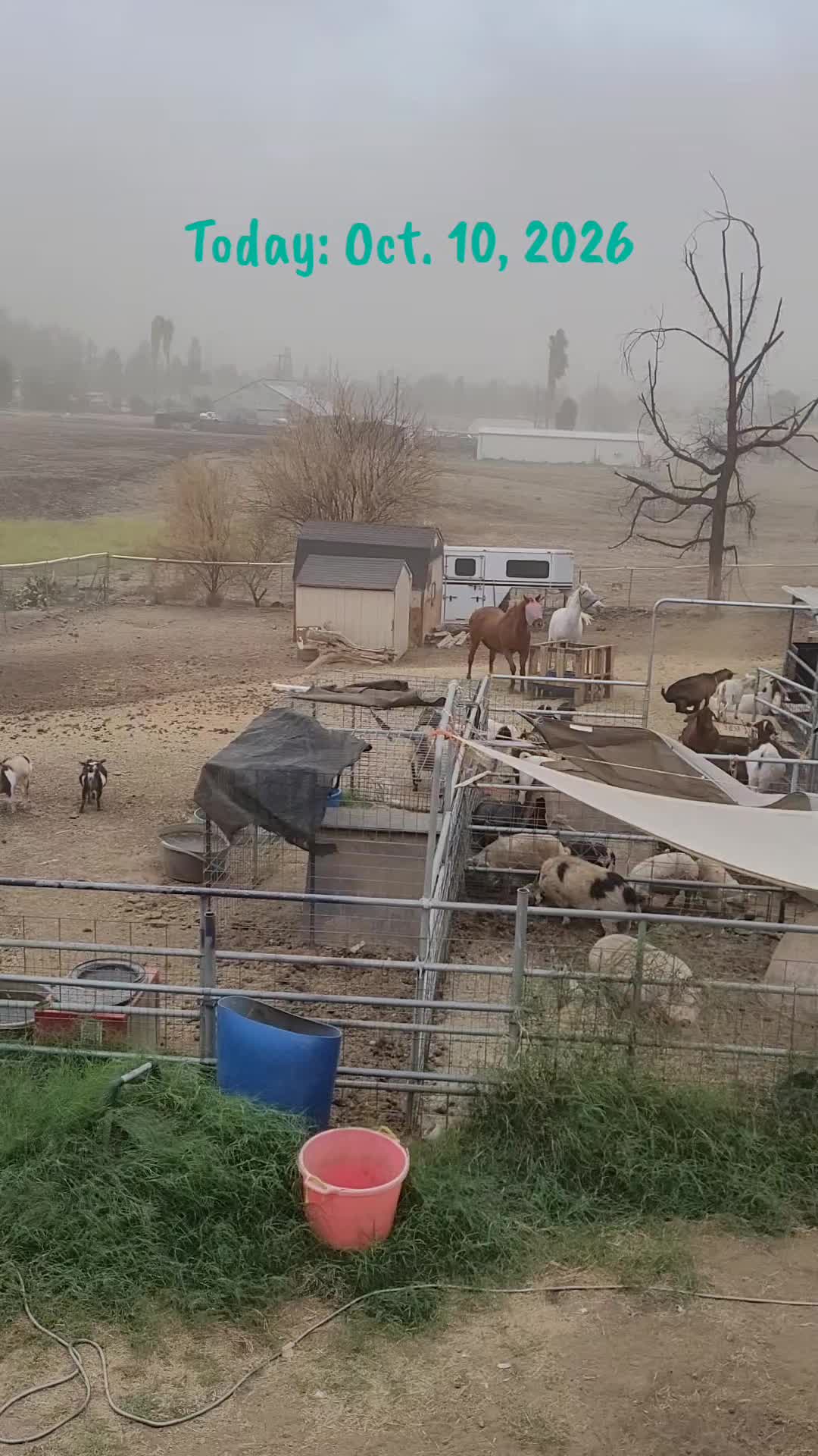 @VioletHorizonsFarm