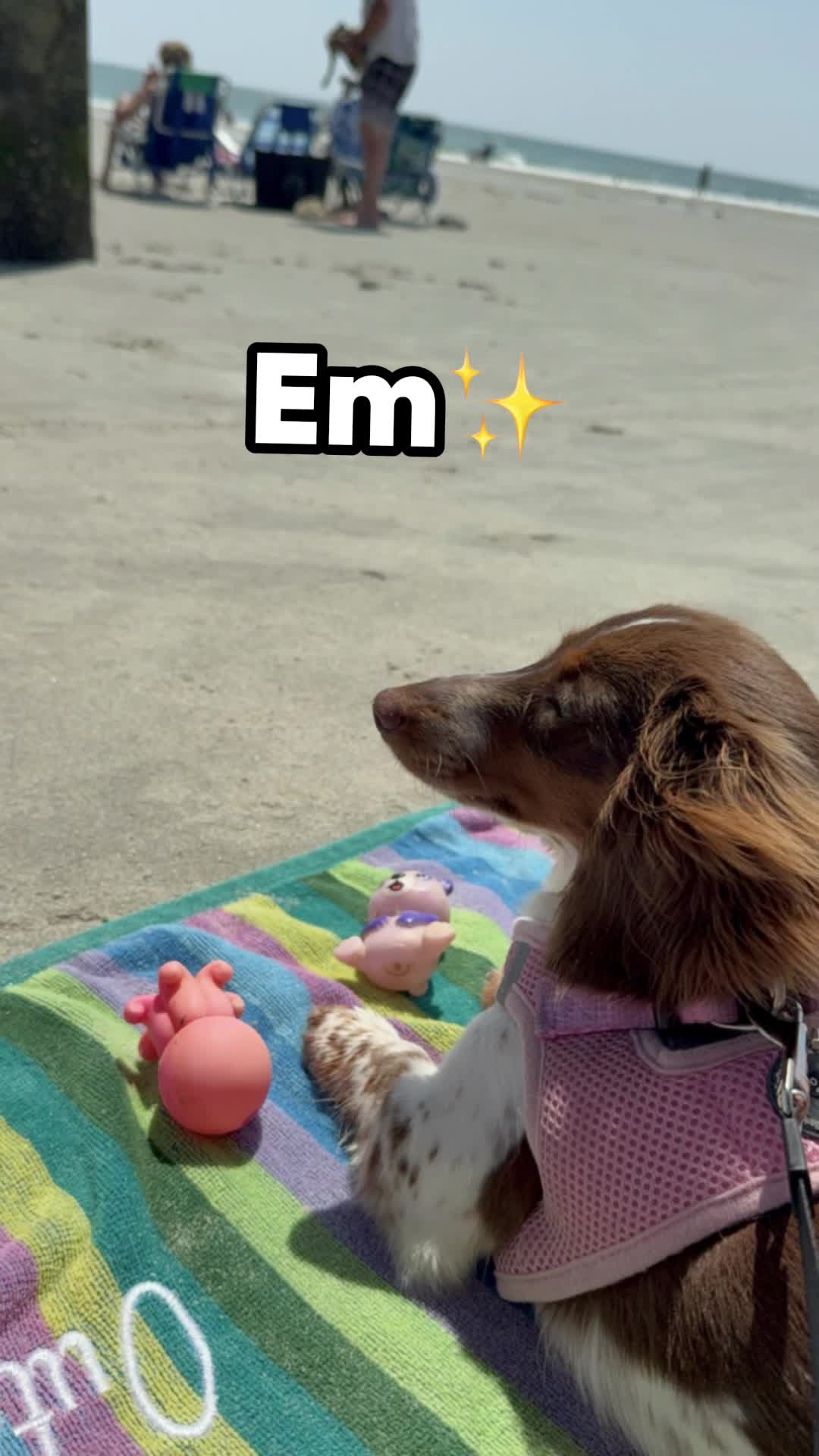 @Remi&rsquo;s Waggy Tales