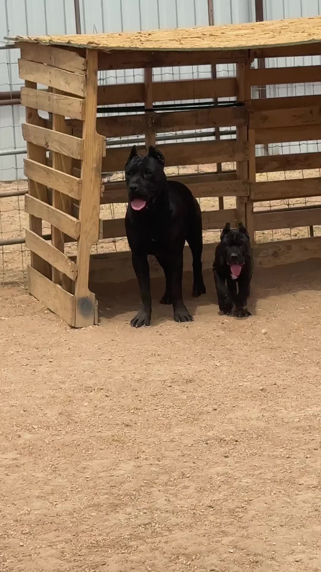 @canecorsoblackguardianz
