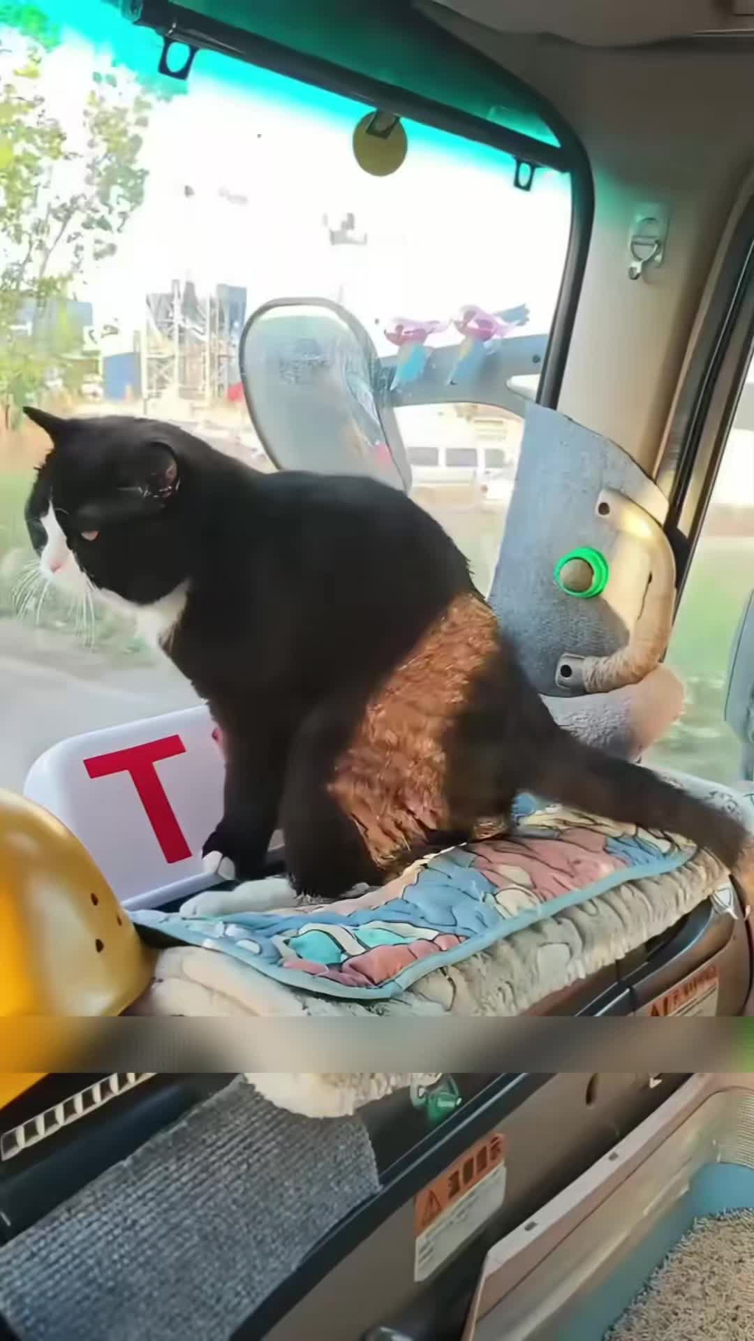 @Zatsugaku Animal