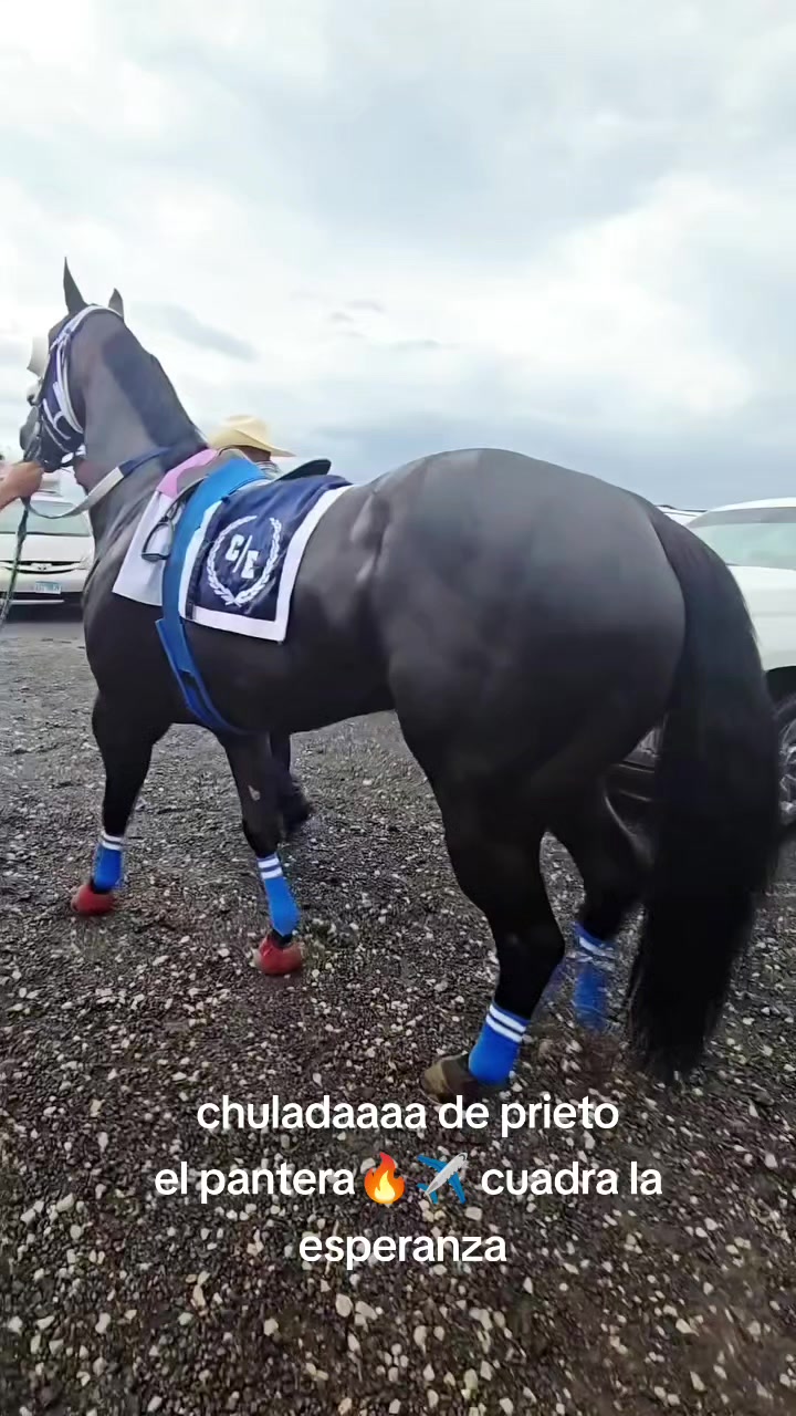 @carriles altos de jalisco🐎