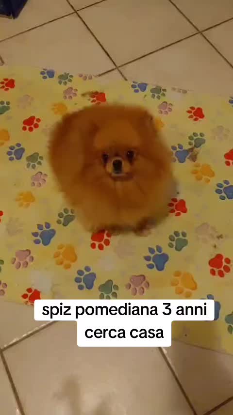 @Gina Boccia