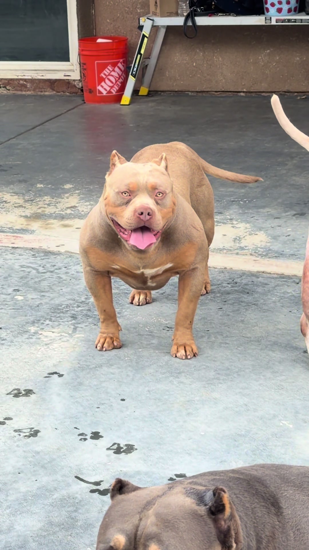 @@Dublinekennels