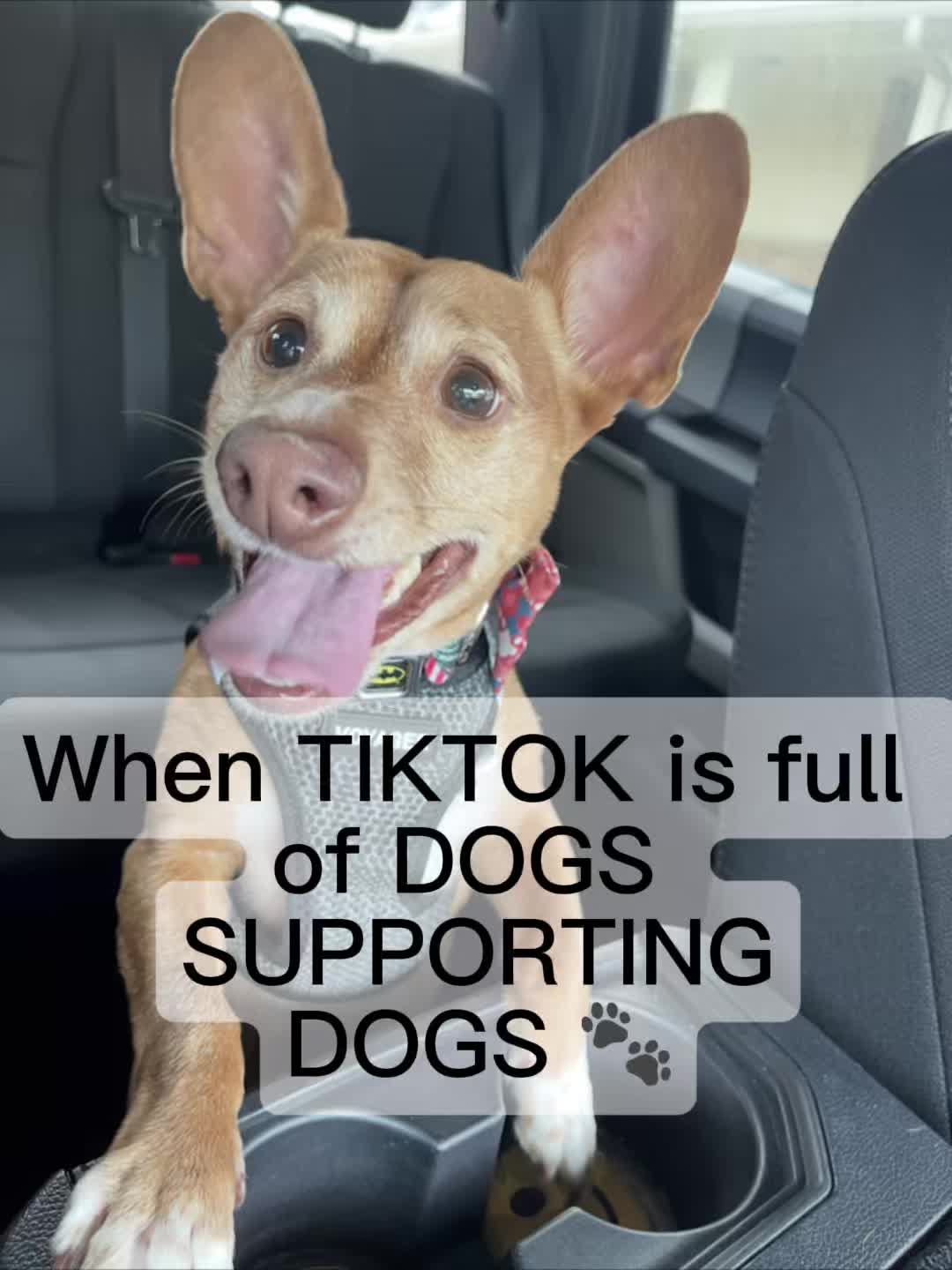 @Oscar the Chiweenie ✌️💙🐾