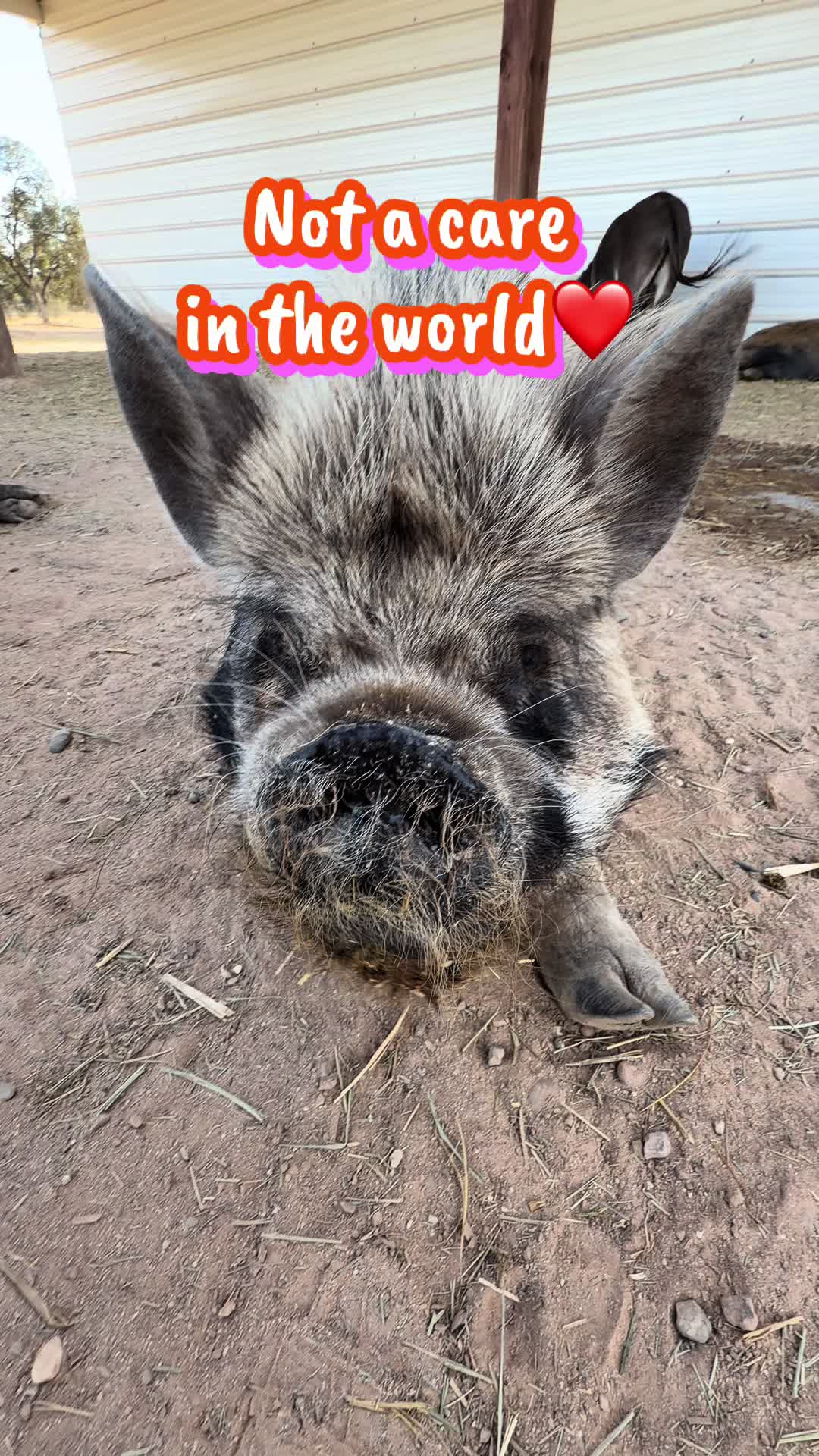 @Pig Luv Co