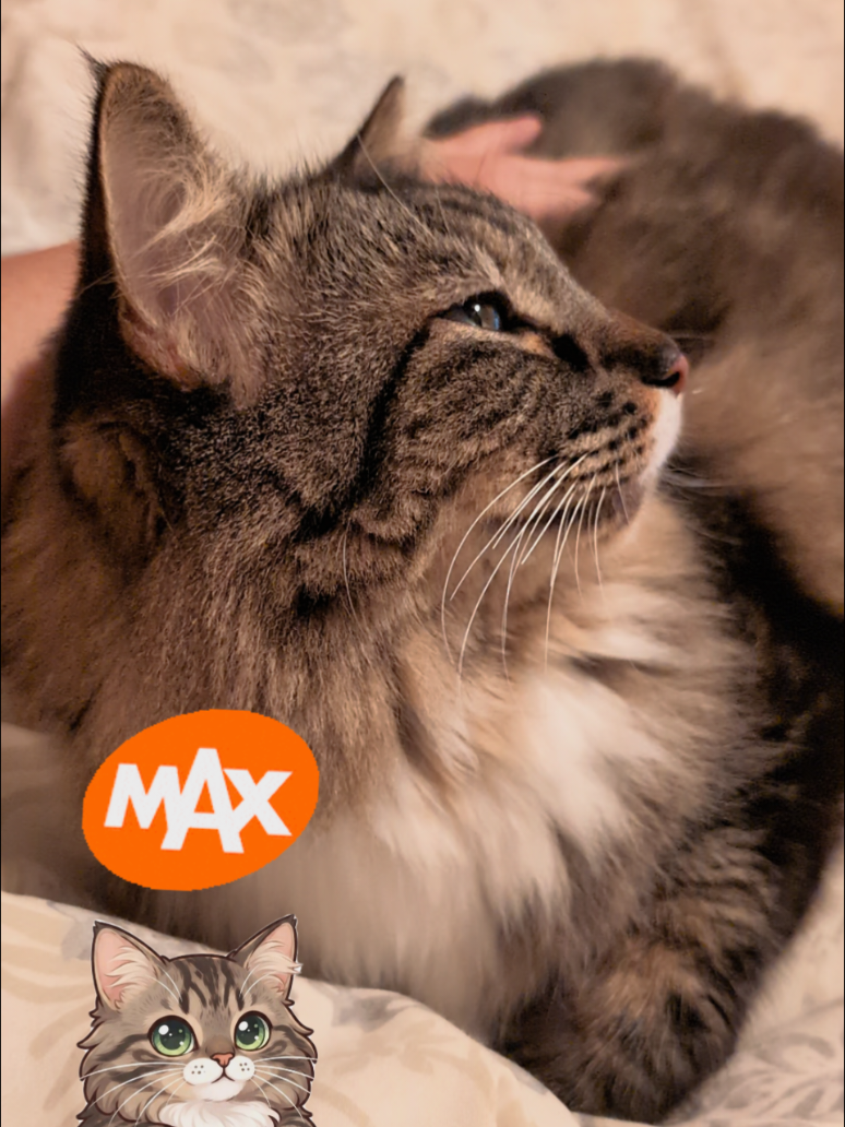 @RIEJ💘(&Phi;&omega;&Phi;)🐈️🐾👑