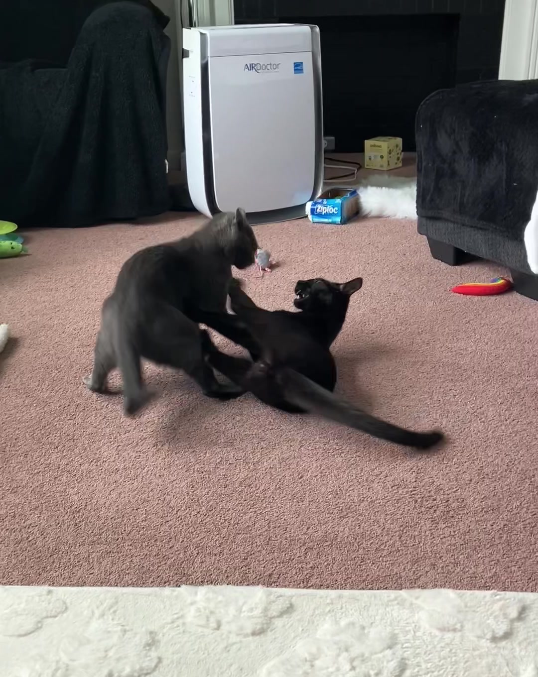 @DAISY, PETUNIA & COSMO
