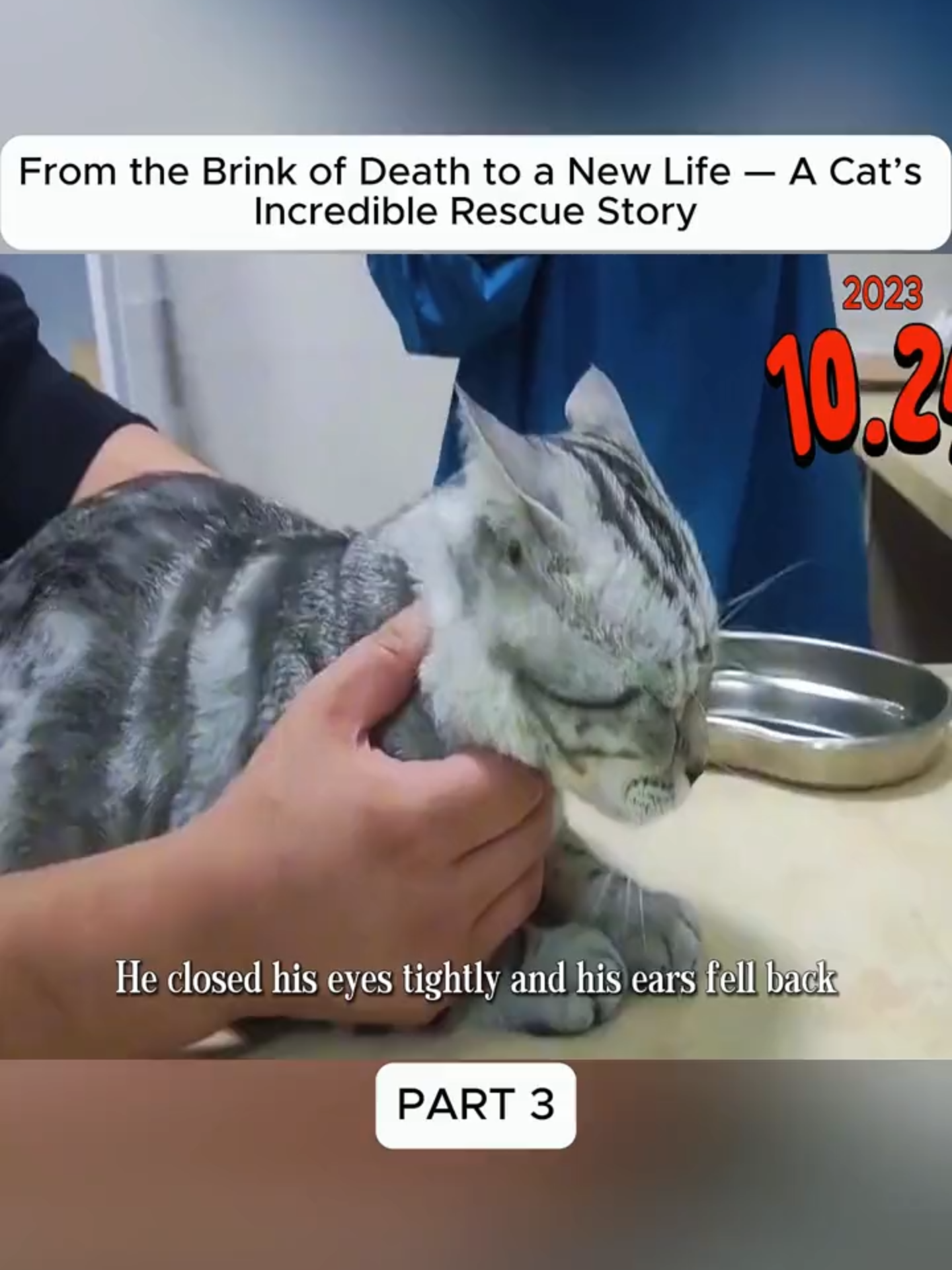 @Hope For Paws