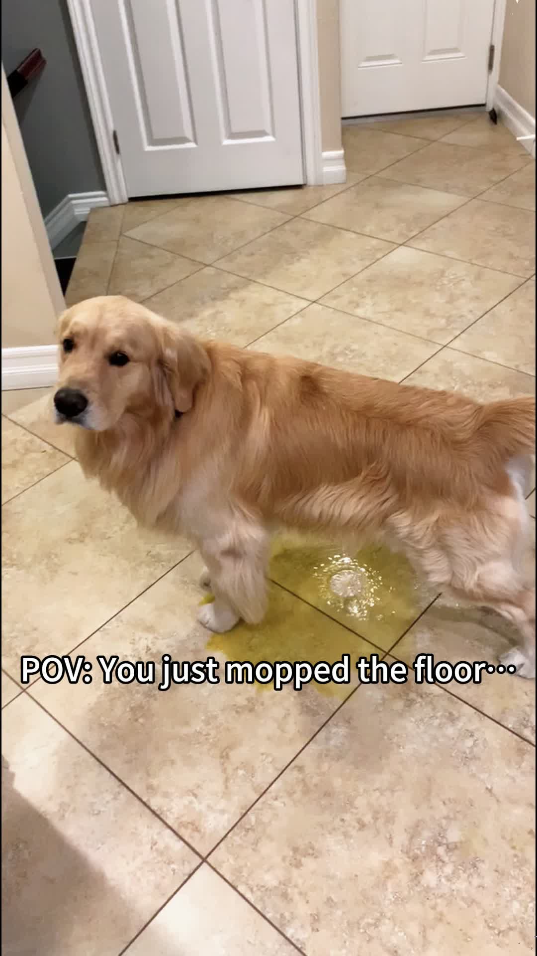 @pet_fnnytimes666