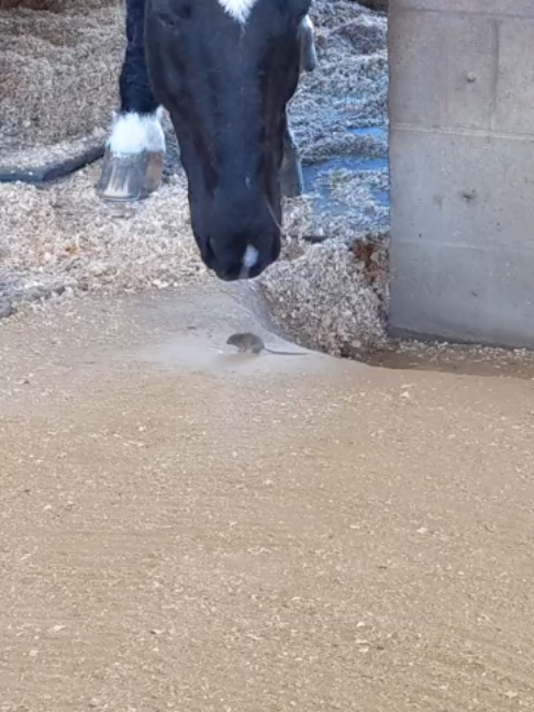 @Horses TikTok