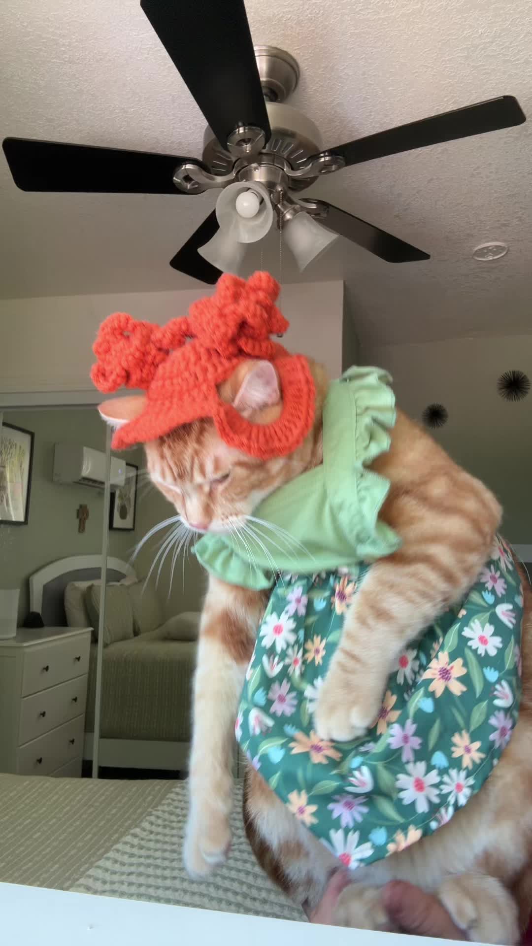 @thedancingcats13