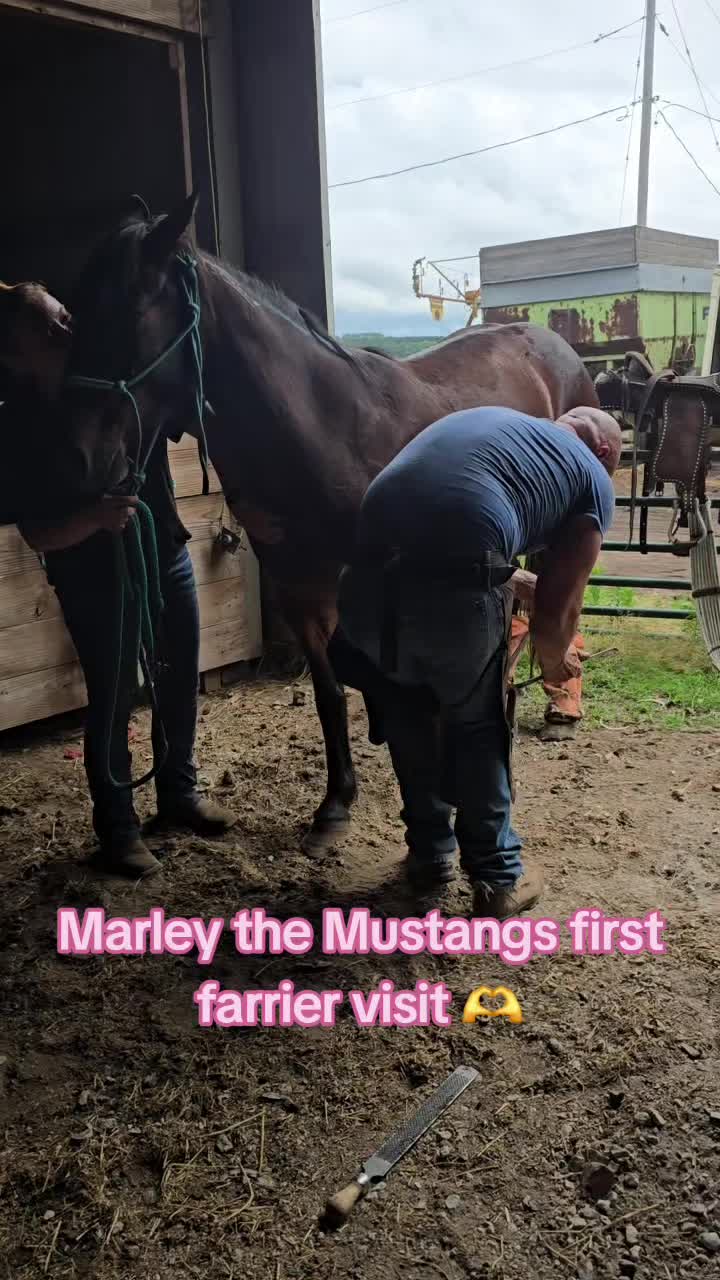 @Small Town Farm LLC