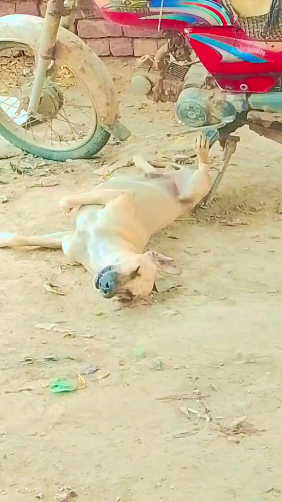 @Gulbarga birohi