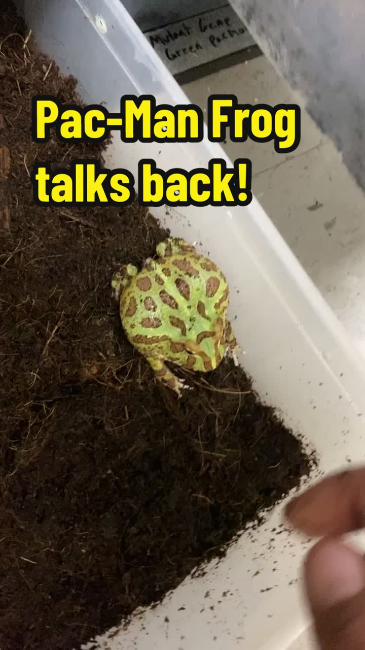 @All Reptiles