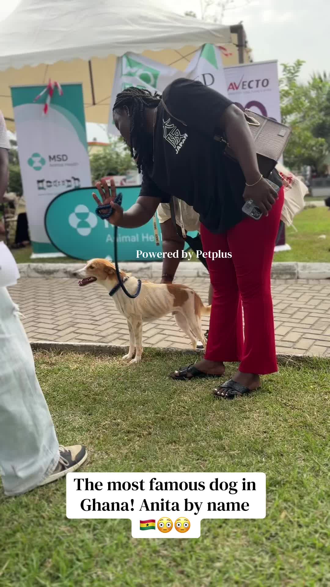 @Mothersheila_DogTv