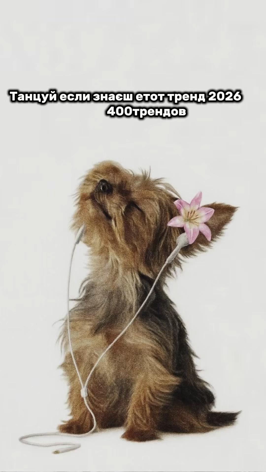 @Танцюй як що знаєш цей тренд