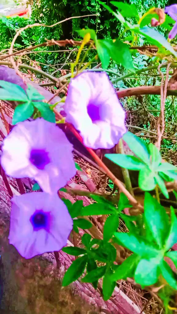 @ariza.786