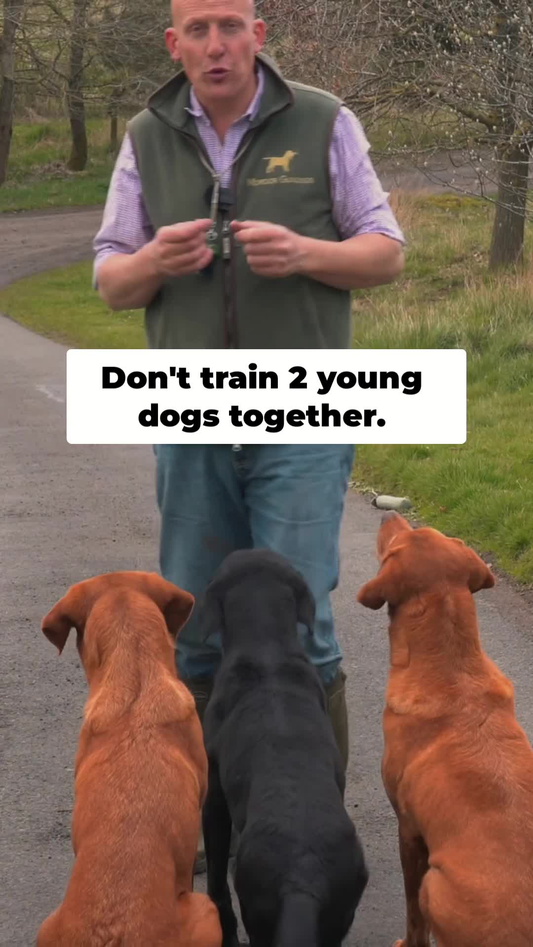 @Mordor Gundogs