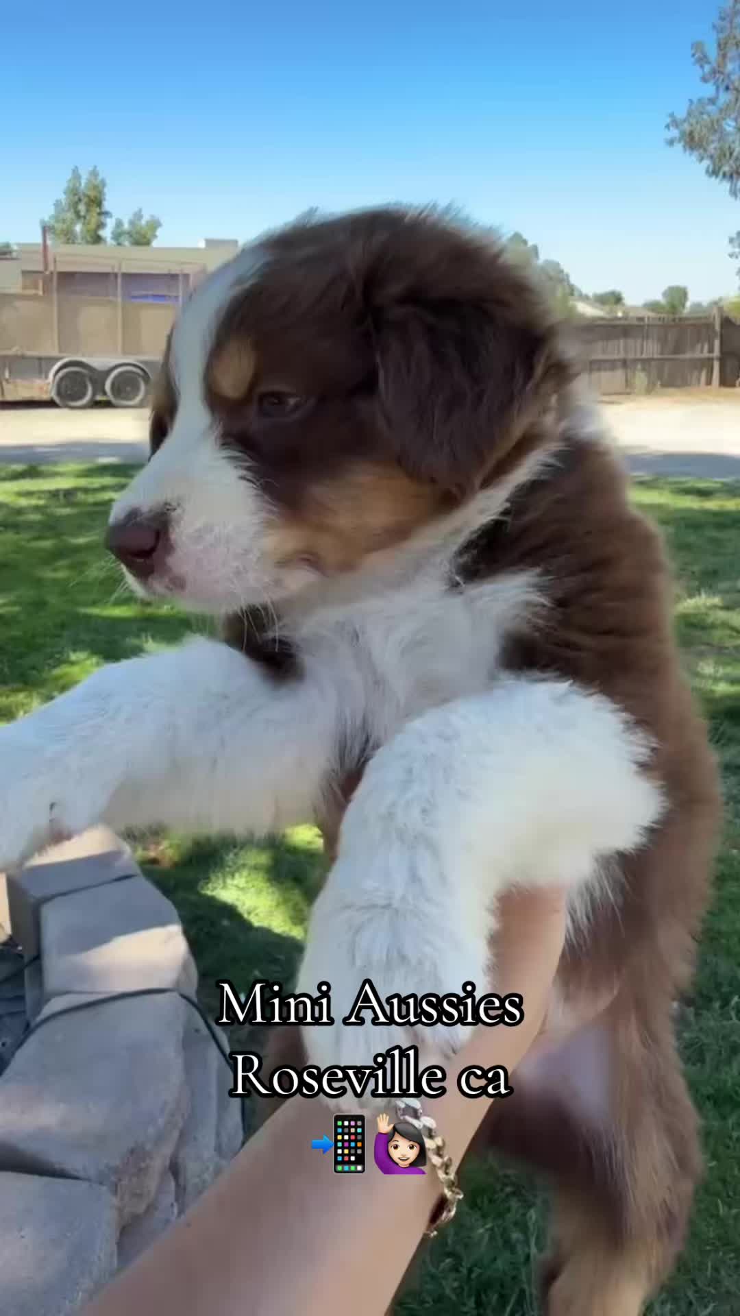 @sacramento__aussies916