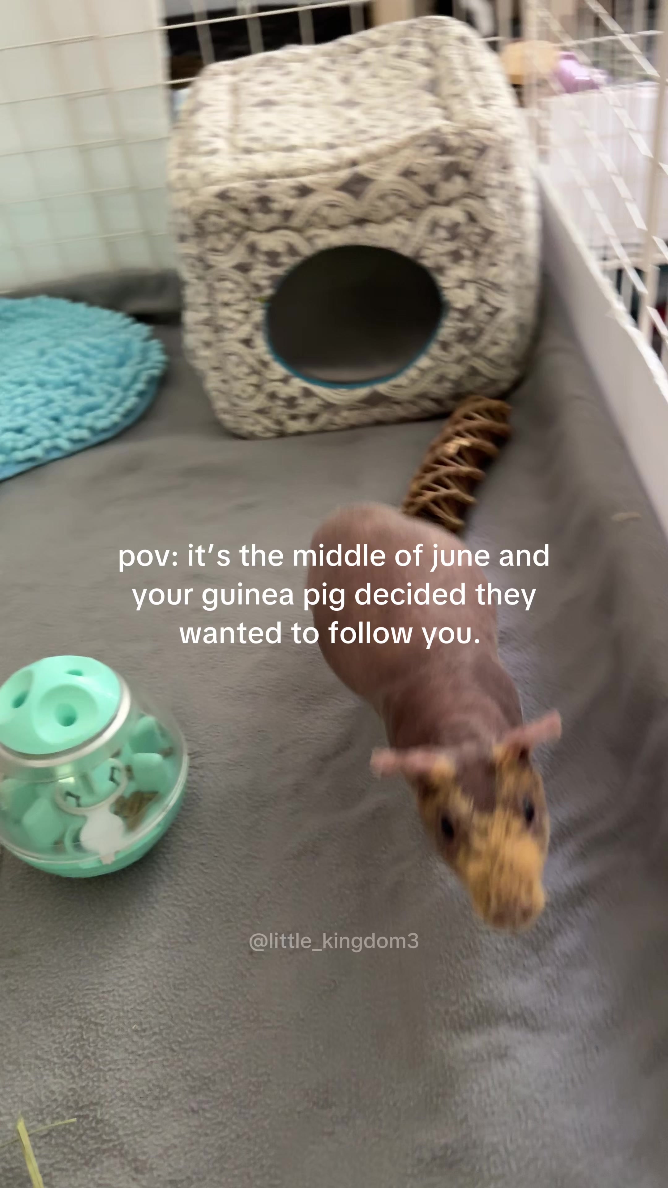 @Ashlyn 🐾