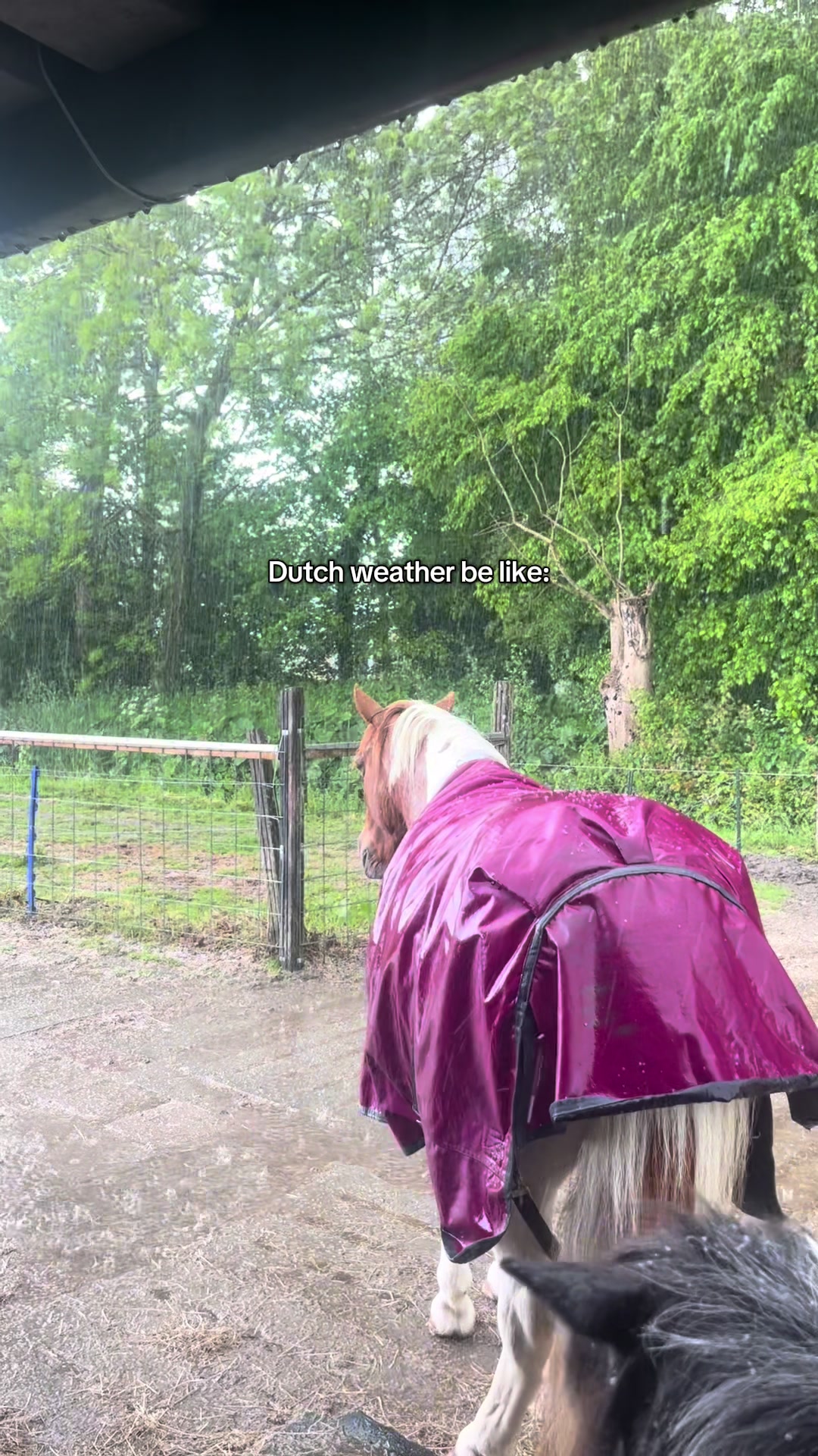 @idh_horses