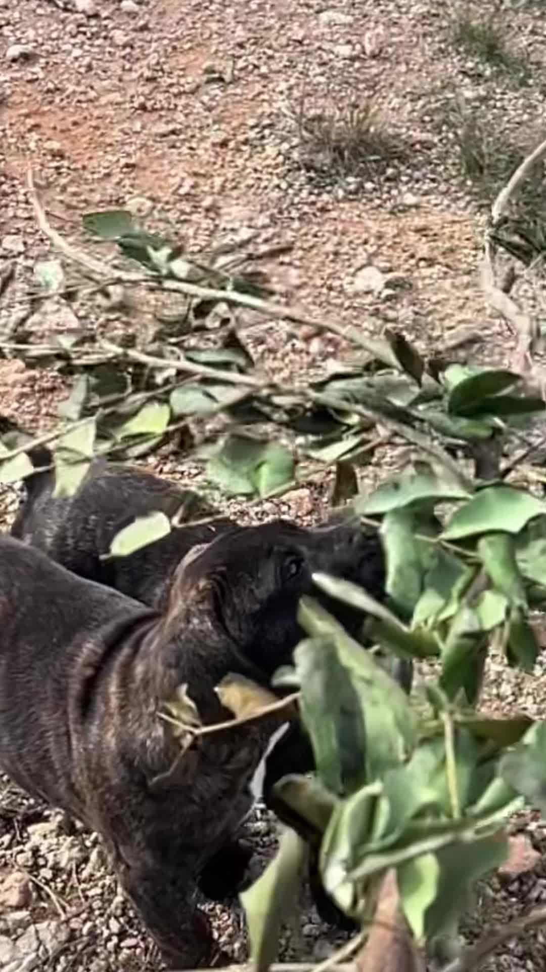 @Presacanario_bulldogfrances