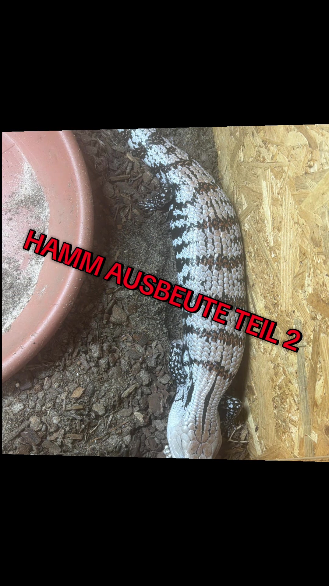@jurassiczoo
