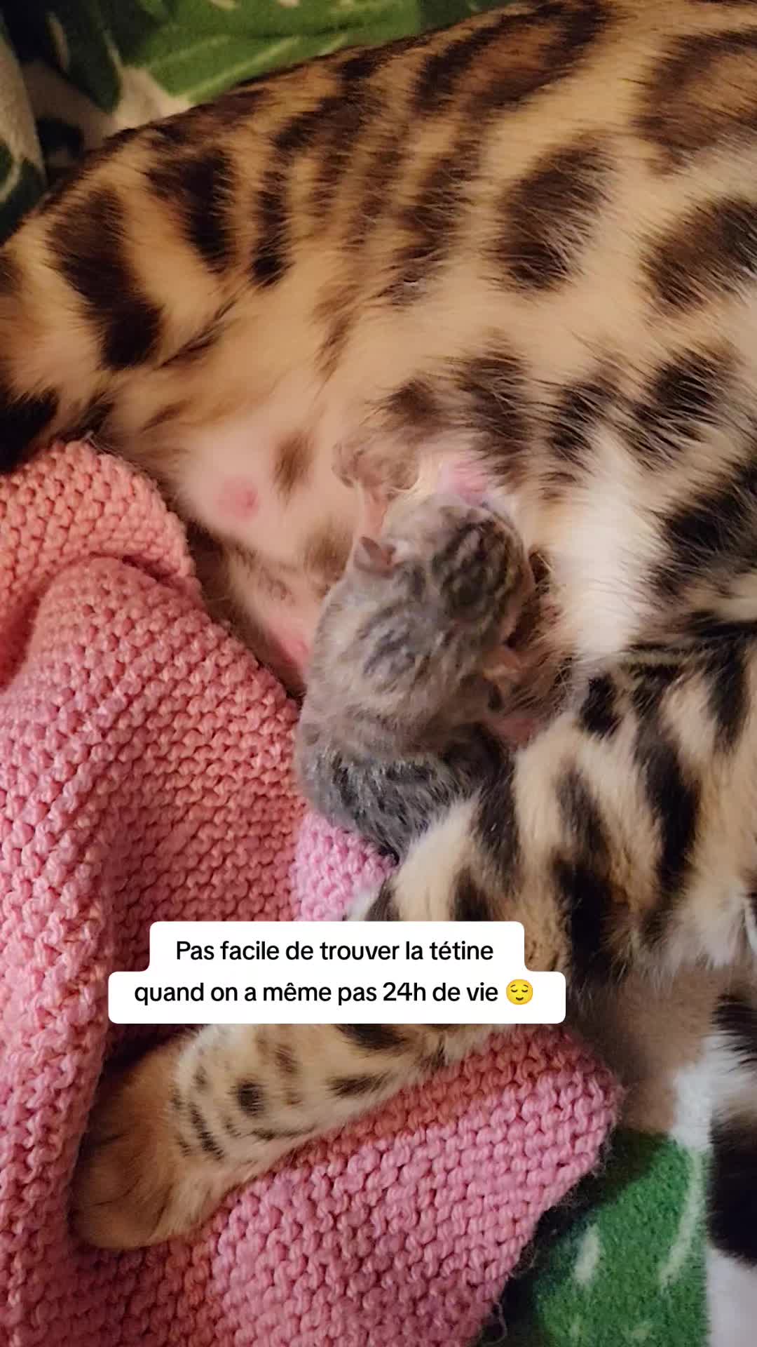 @Galactic Bengal