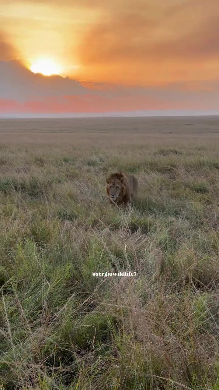 @lion_world5
