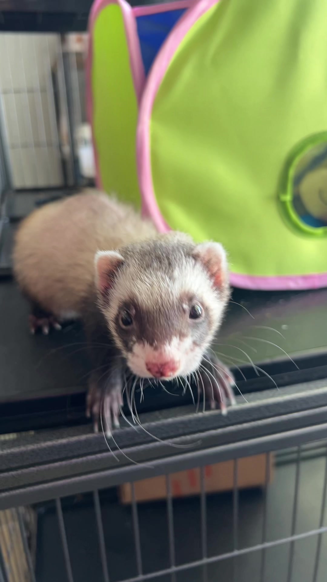 @Lake View Vet