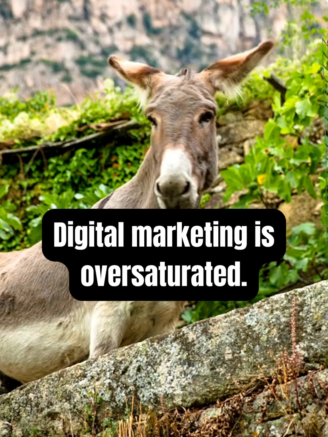 @Digital Marketing Pros ✨