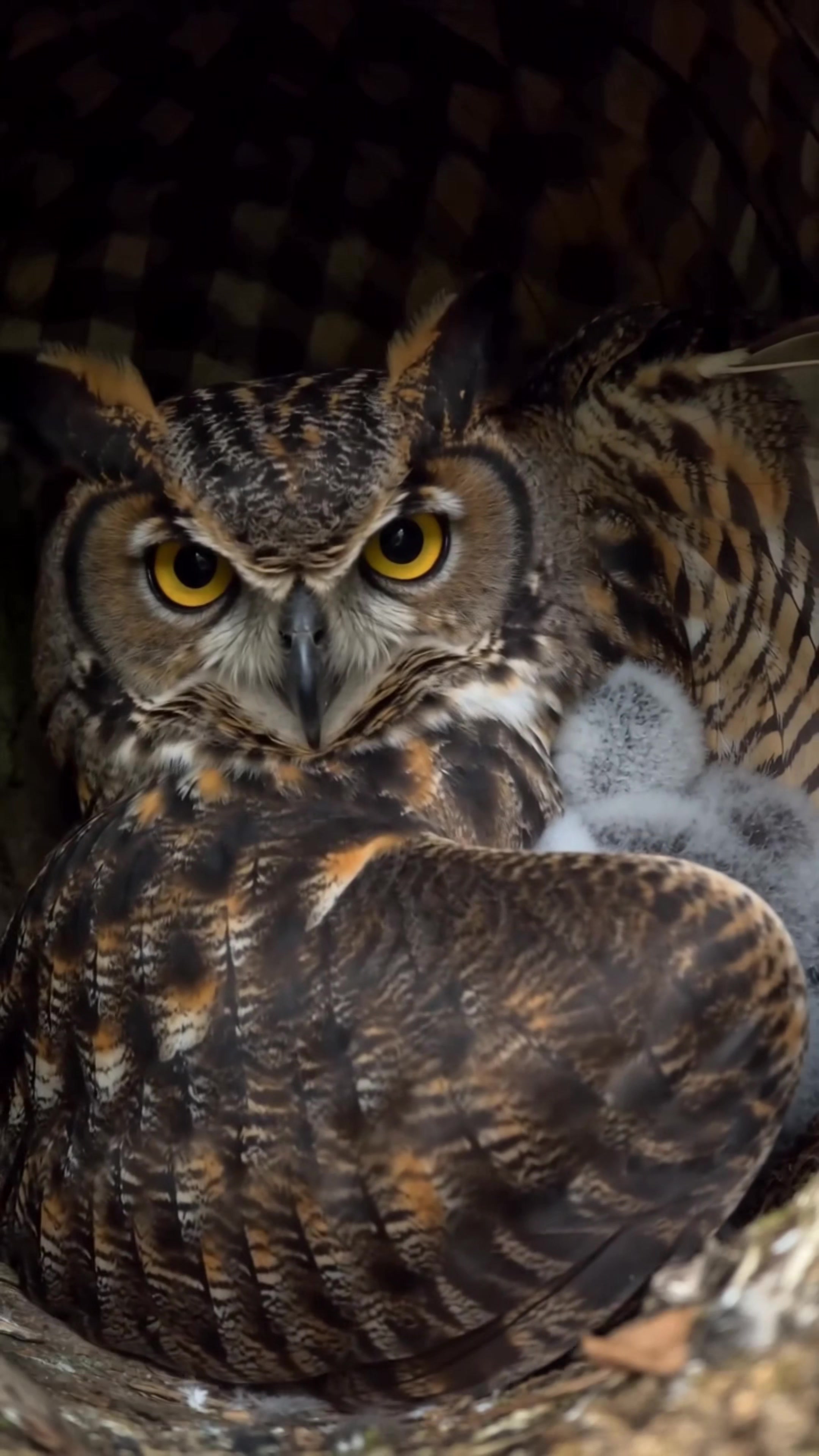 @aigeographic