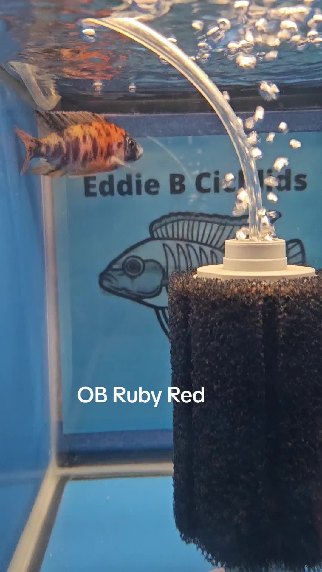 @EddieBcichlids