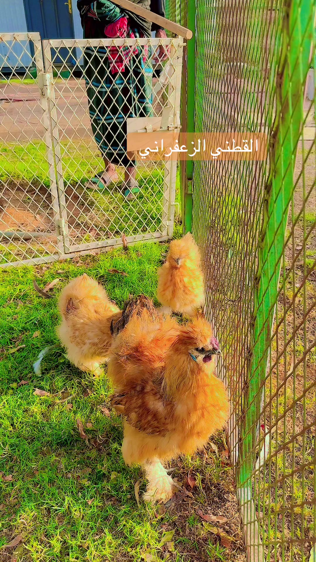 @نوادر الدجاج الزينه